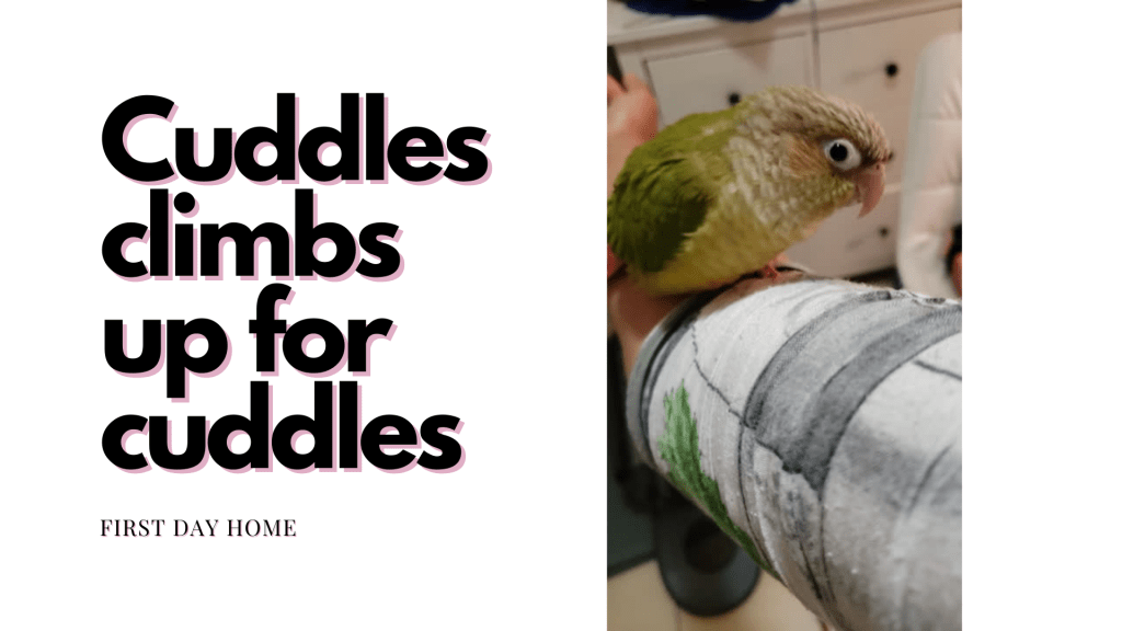 Introducing: Cuddles