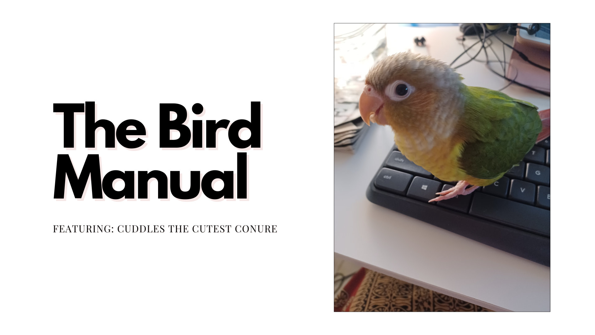 The Bird Manual featuring Cuddles the Cutest Conure